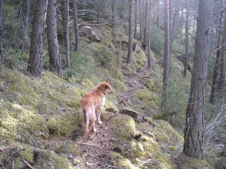 Appartamento El Corralet De Cal Tonico Llagunes Esterno foto